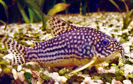 Image of Corydoras sterbai Knaack 1962