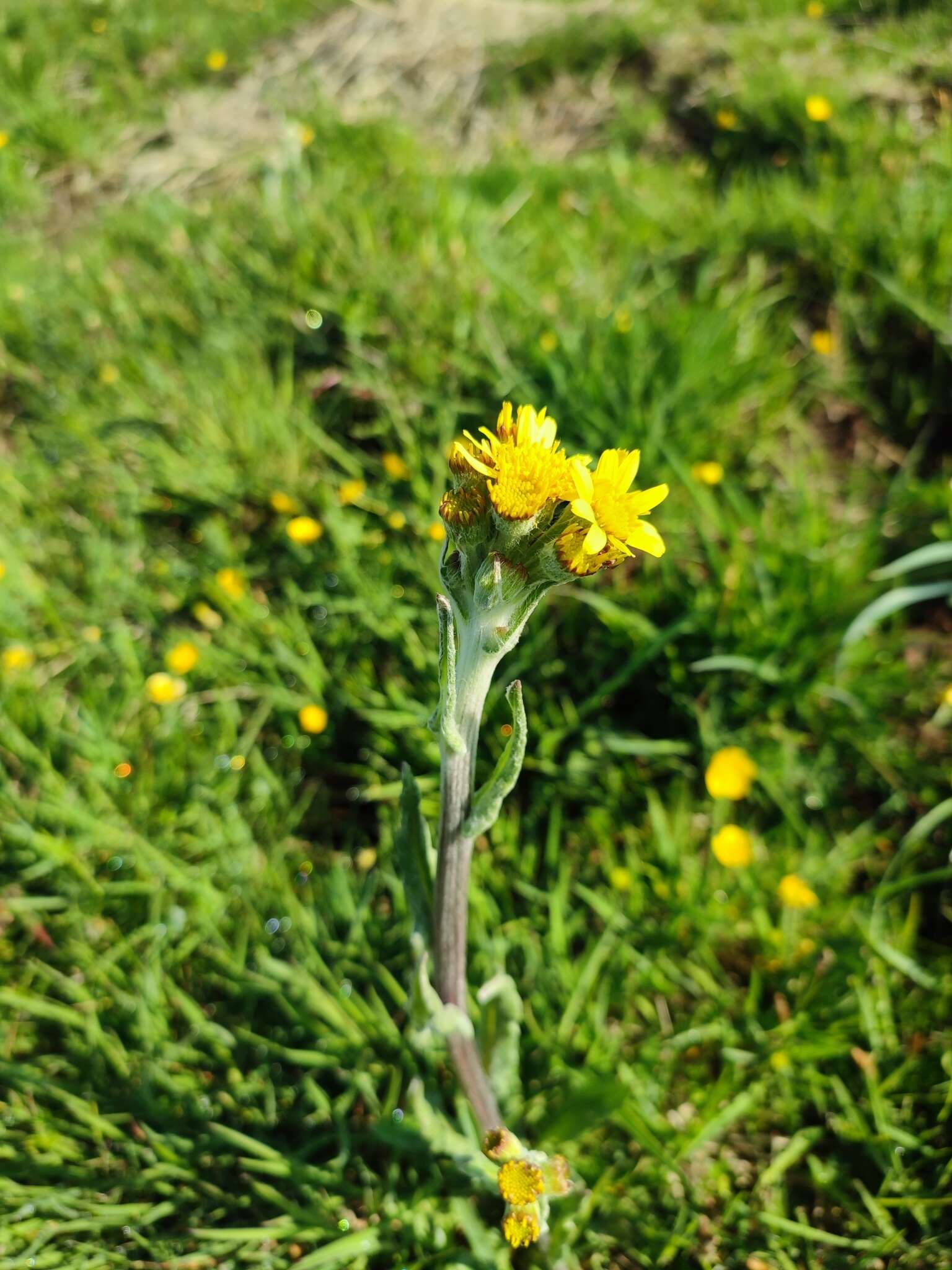 Plancia ëd Tephroseris helenitis subsp. helenitis