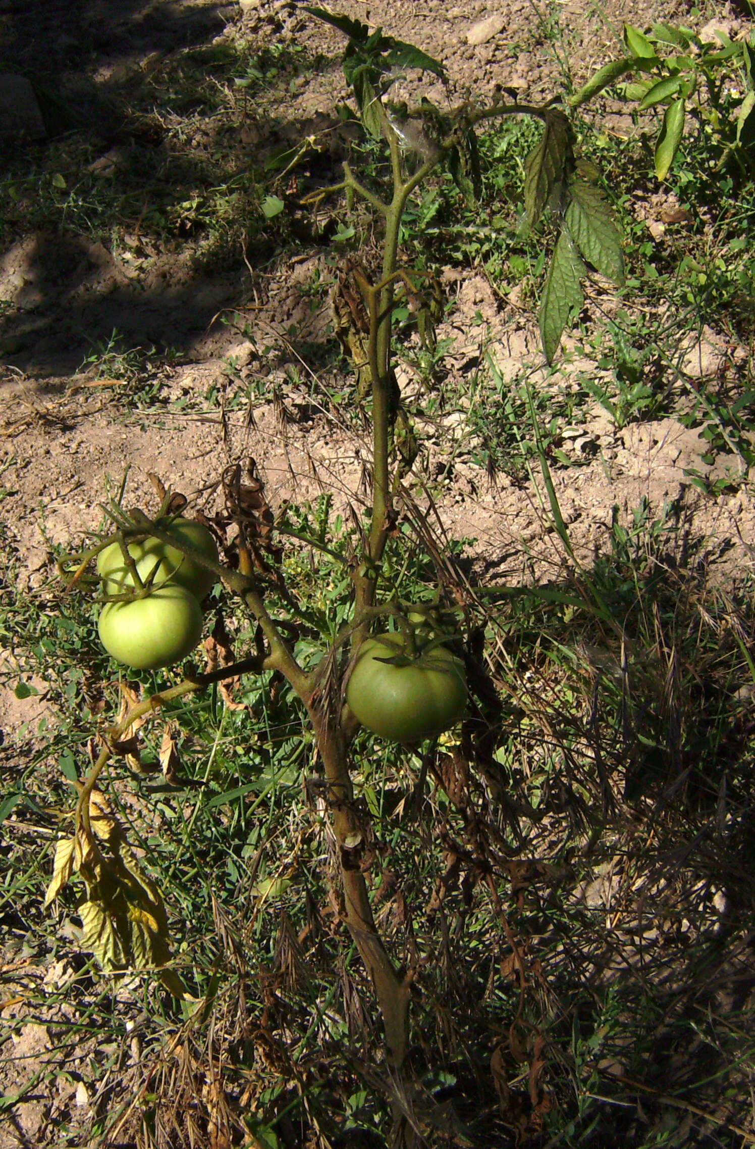 Image of Panama disease