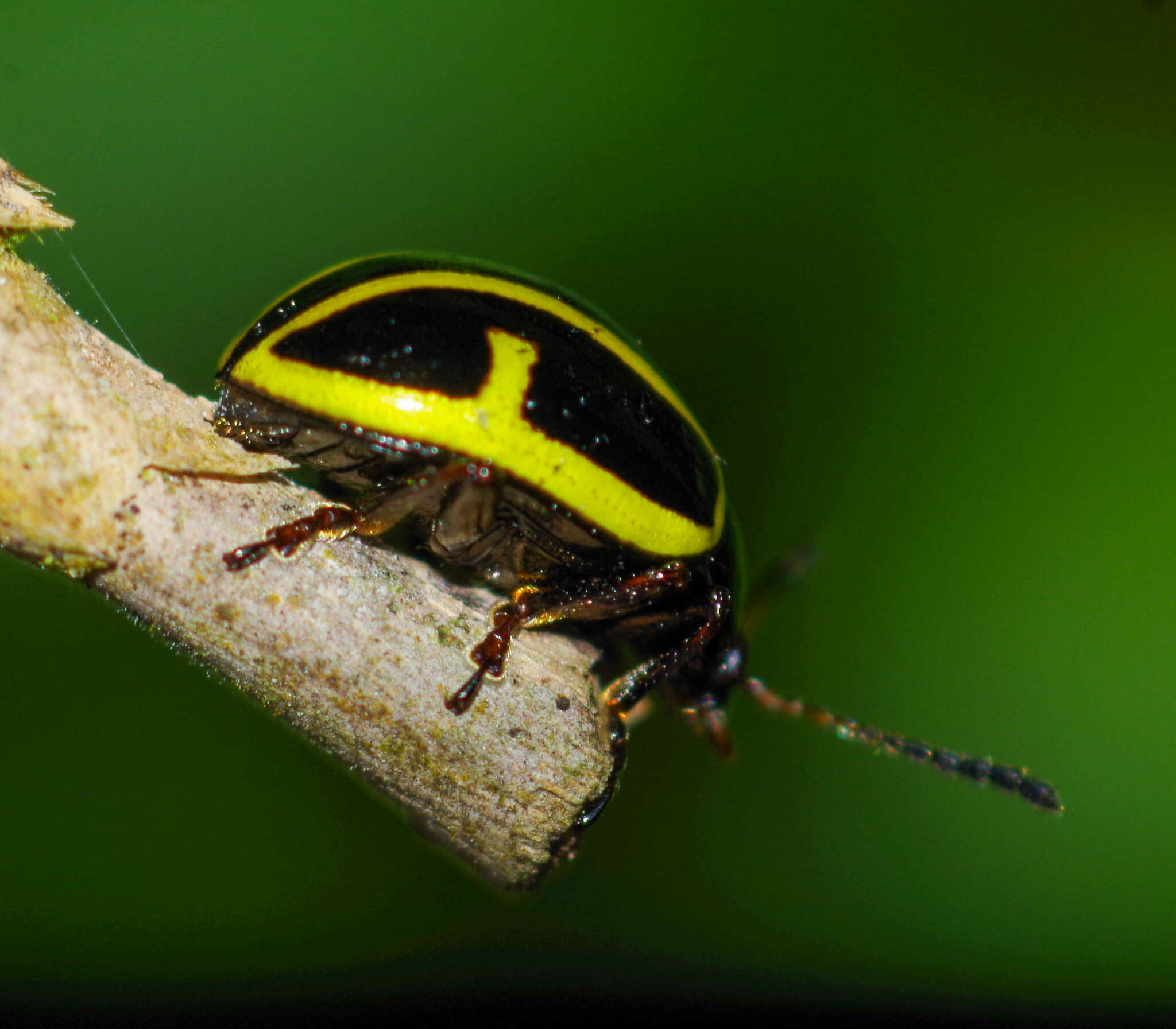 Image of Cosmogramma Erichson 1847