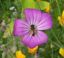 Plancia ëd Eristalis tenax (Linnaeus 1758)