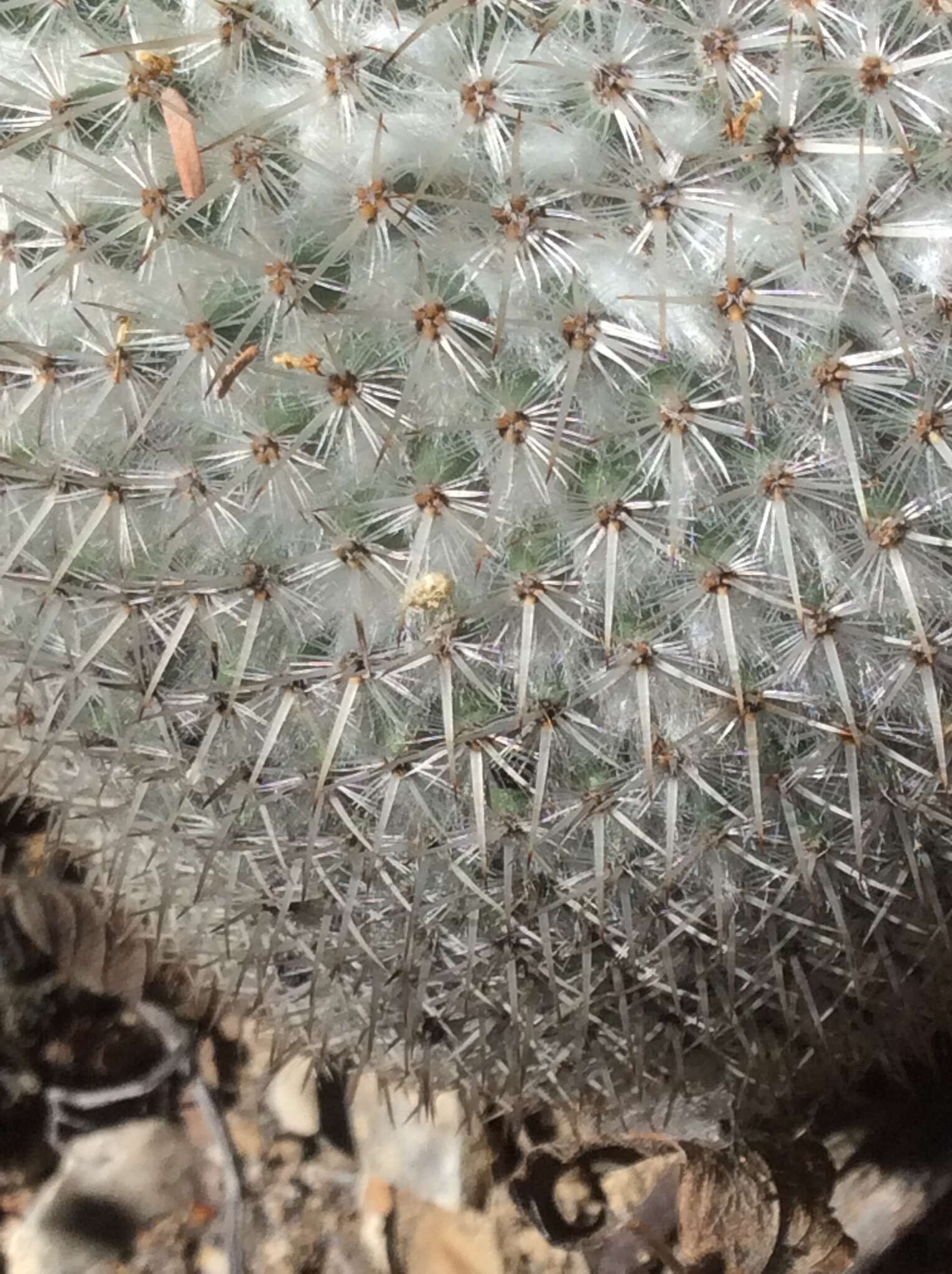 Image of Mammillaria albilanata subsp. oaxacana D. R. Hunt