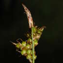 صورة Carex liparocarpos Gaudin