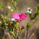 Imagem de Pileanthus filifolius Meissn.