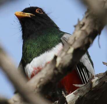 Imagem de Trogon elegans Gould 1834