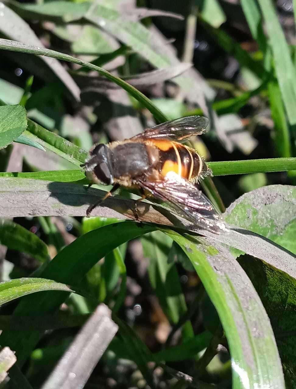 Image of Eristalis bogotensis Macquart 1842