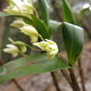 Imagem de Dendrobium adae F. M. Bailey