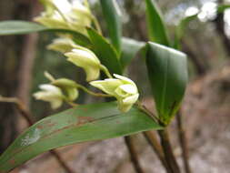 Dendrobium adae F. M. Bailey的圖片