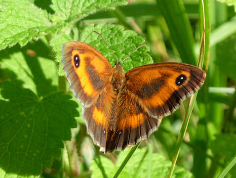 Image of hedge brown