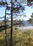 Image of Michoacán Pine