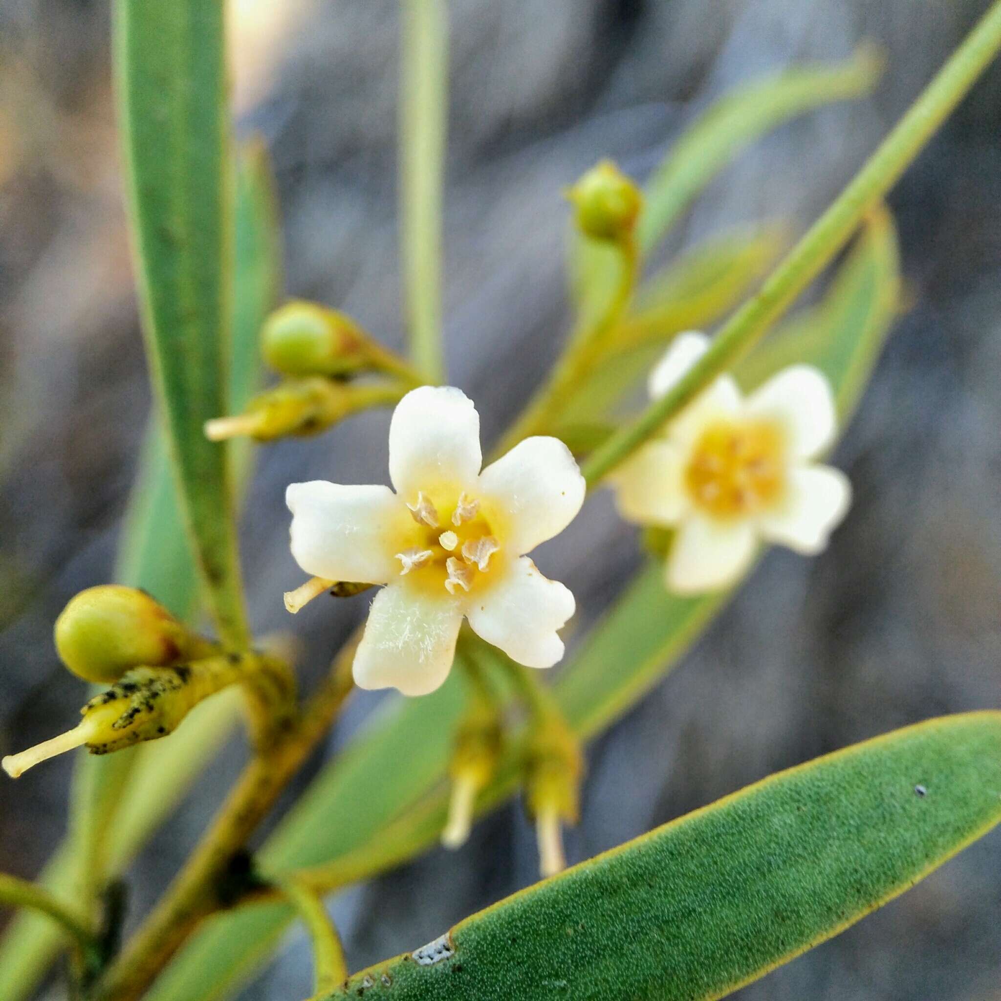 Image de Eremophila deserti (Cunn. ex Benth.) R. J. Chinnock