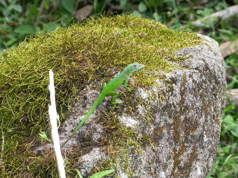 Image of Leopard Anole