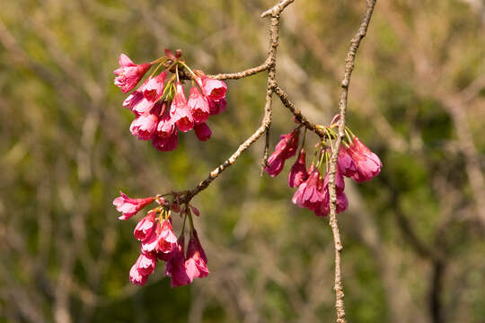 Imagem de Prunus campanulata Maxim.