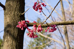 Imagem de Prunus campanulata Maxim.