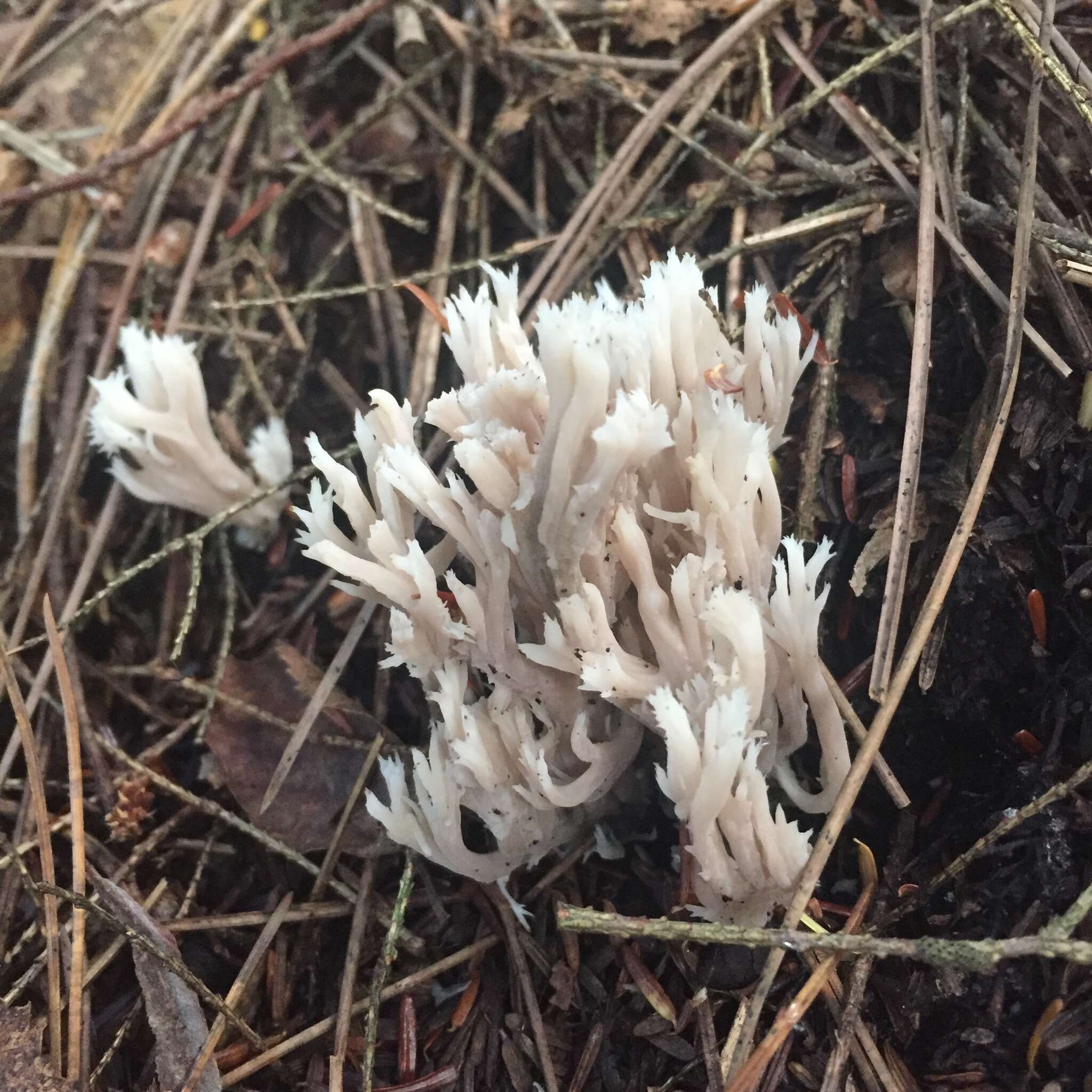 Image of Clavulina coralloides (L.) J. Schröt. 1888