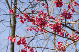 Imagem de Prunus campanulata Maxim.