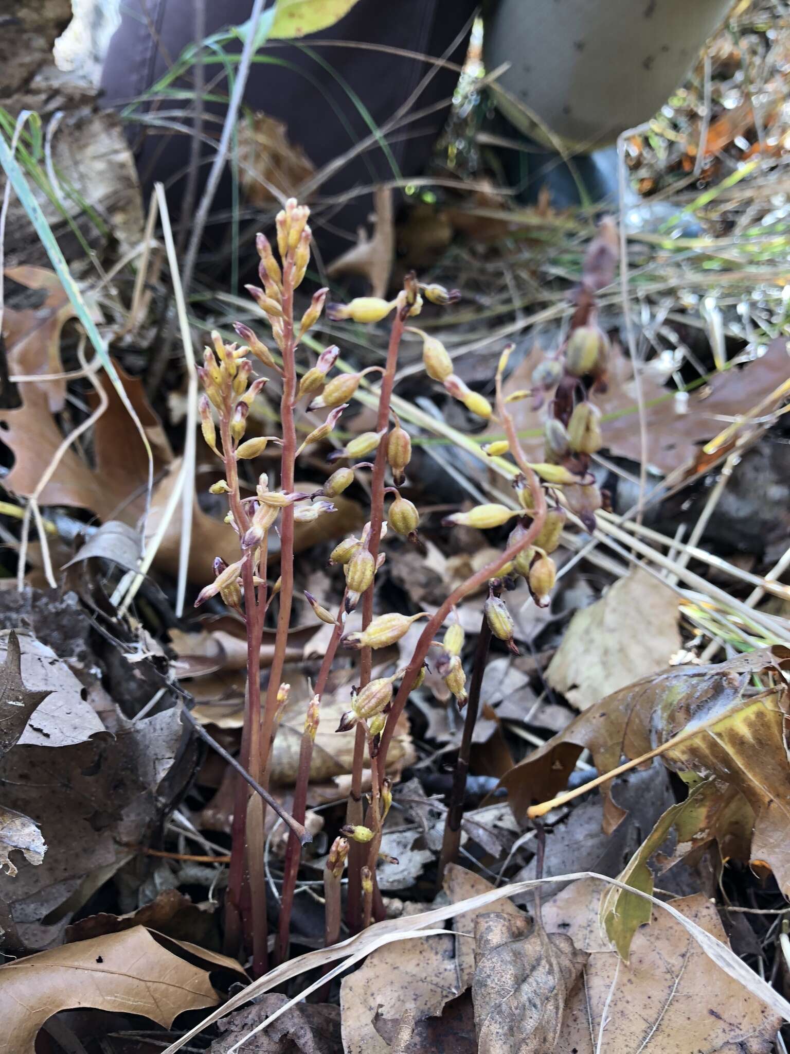 Слика од Corallorhiza odontorhiza (Willd.) Nutt.