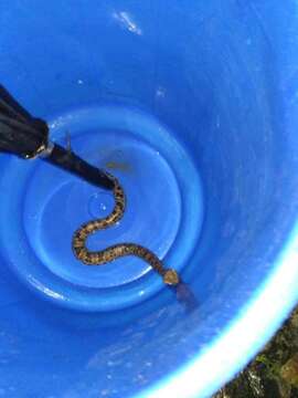 Image of Chinese Mountain Pit Viper