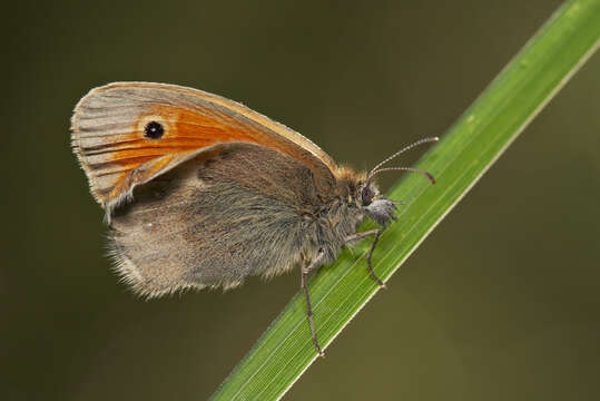 Image of small heath