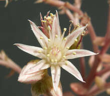 Image de Aeonium haworthii Salm-Dyck ex Webb & Berth.