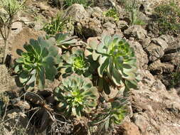 Image of Aeonium urbicum (Chr. Sm. ex Hornem.) Webb & Berth.