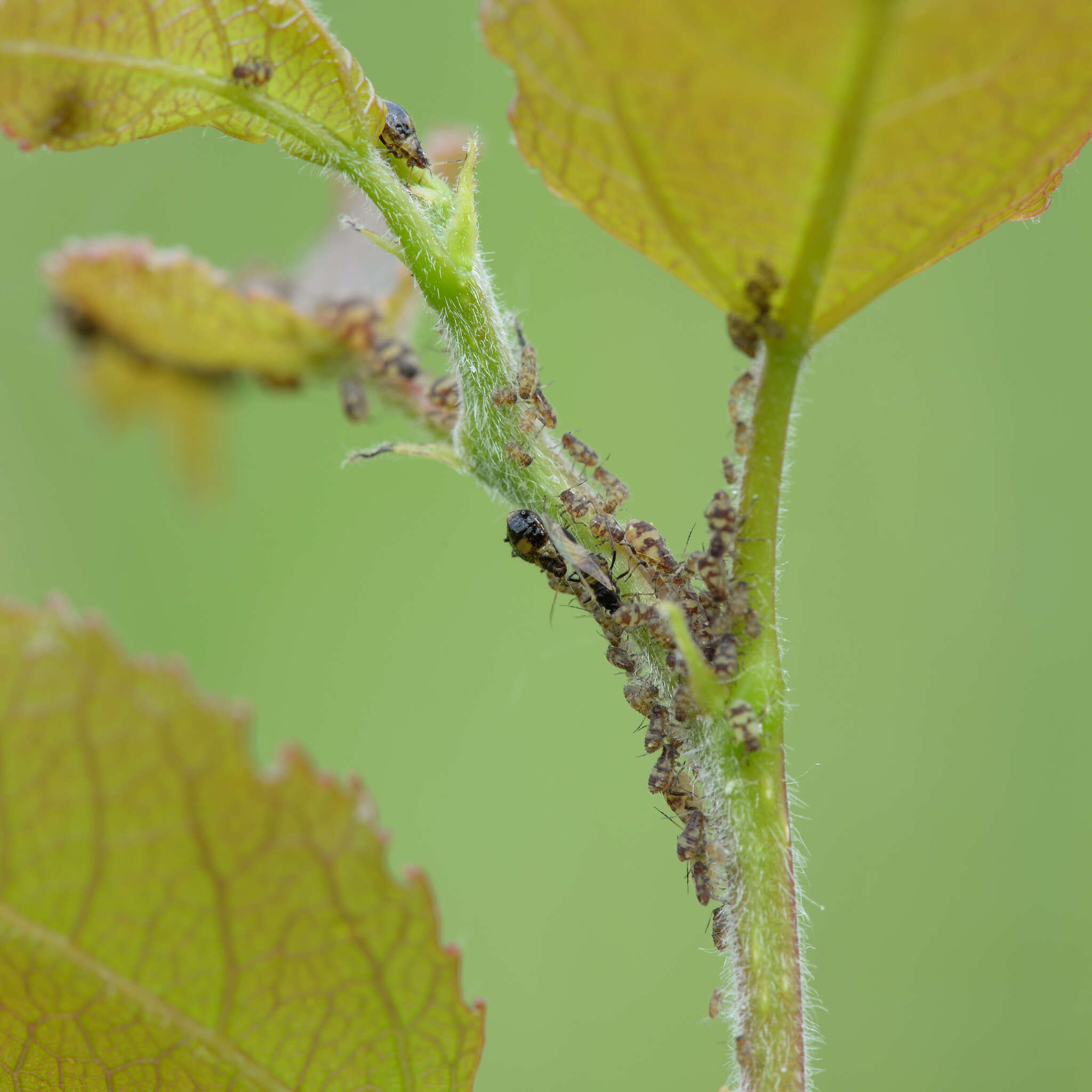 Image of Chaitophorus populeti