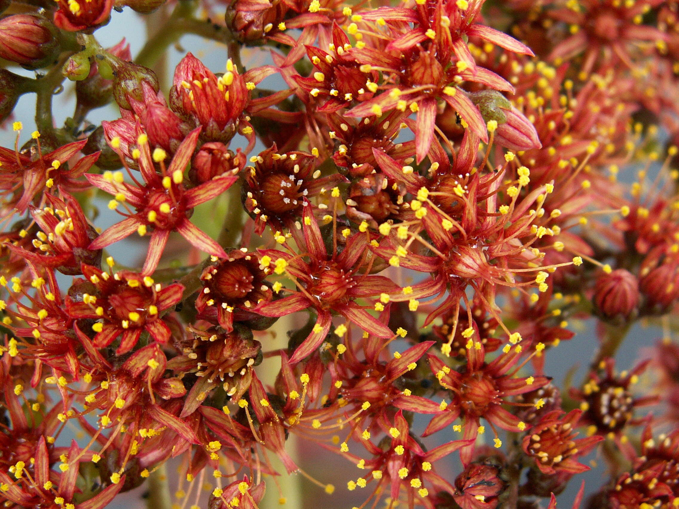 Image of Aeonium nobile (Praeger) Praeger