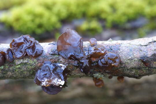 Image of Tremella foliacea