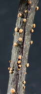 Image of Nectria cinnabarina (Tode) Fr. 1849