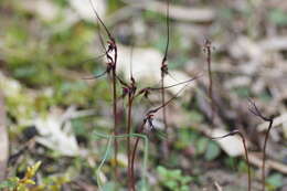 Image of Mayfly orchid