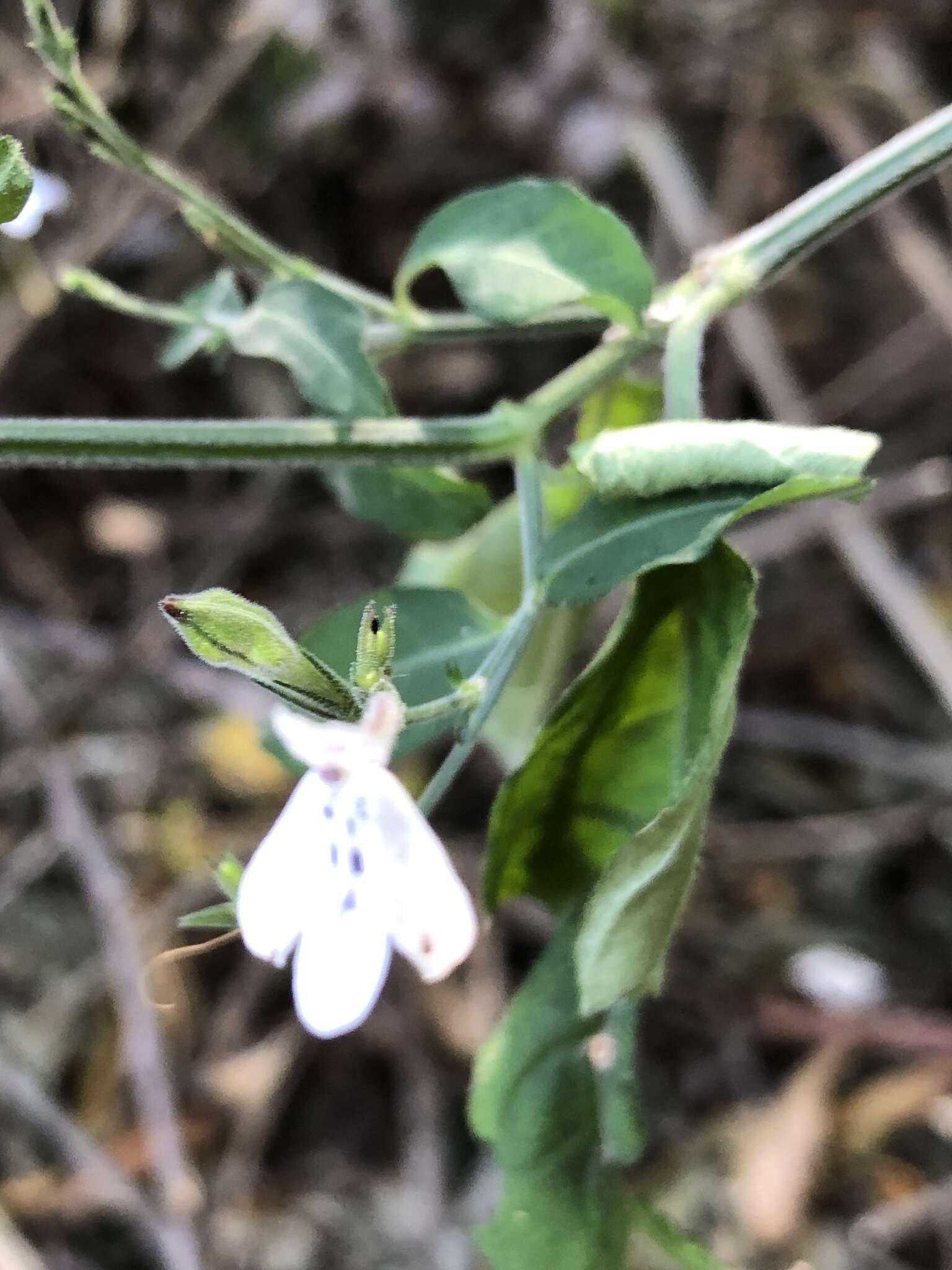 Image of Rhinacanthus latilabiatus (K. Balkwill) I. Darbysh.