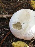 Image of Boletus semigastroideus Nuhn, Manfr. Binder, A. F. S. Taylor, Halling & Hibbett 2013