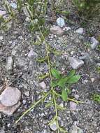 Image of one-cone clubmoss