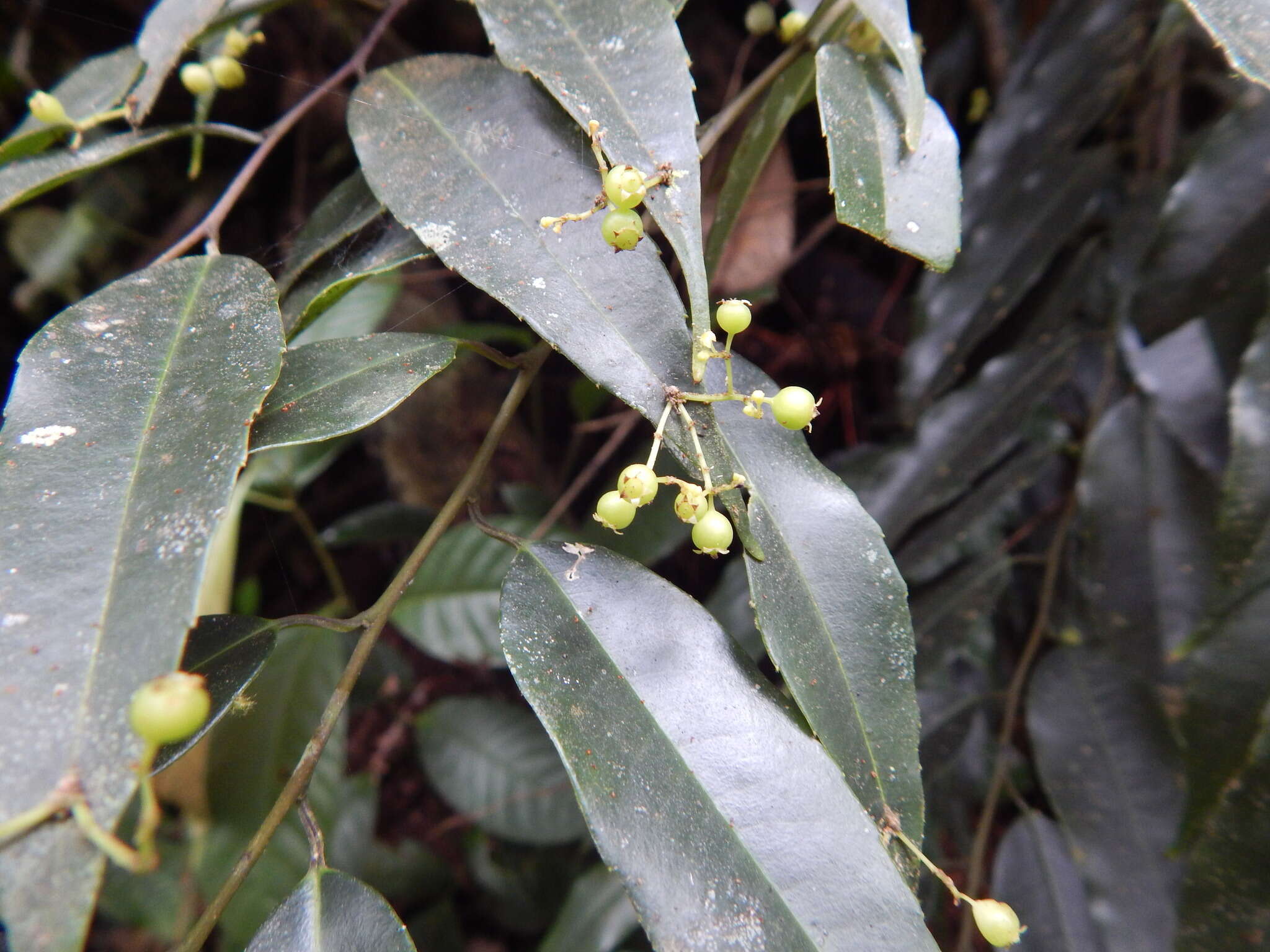 Sivun Phyllonoma ruscifolia Willd. ex Schult. kuva