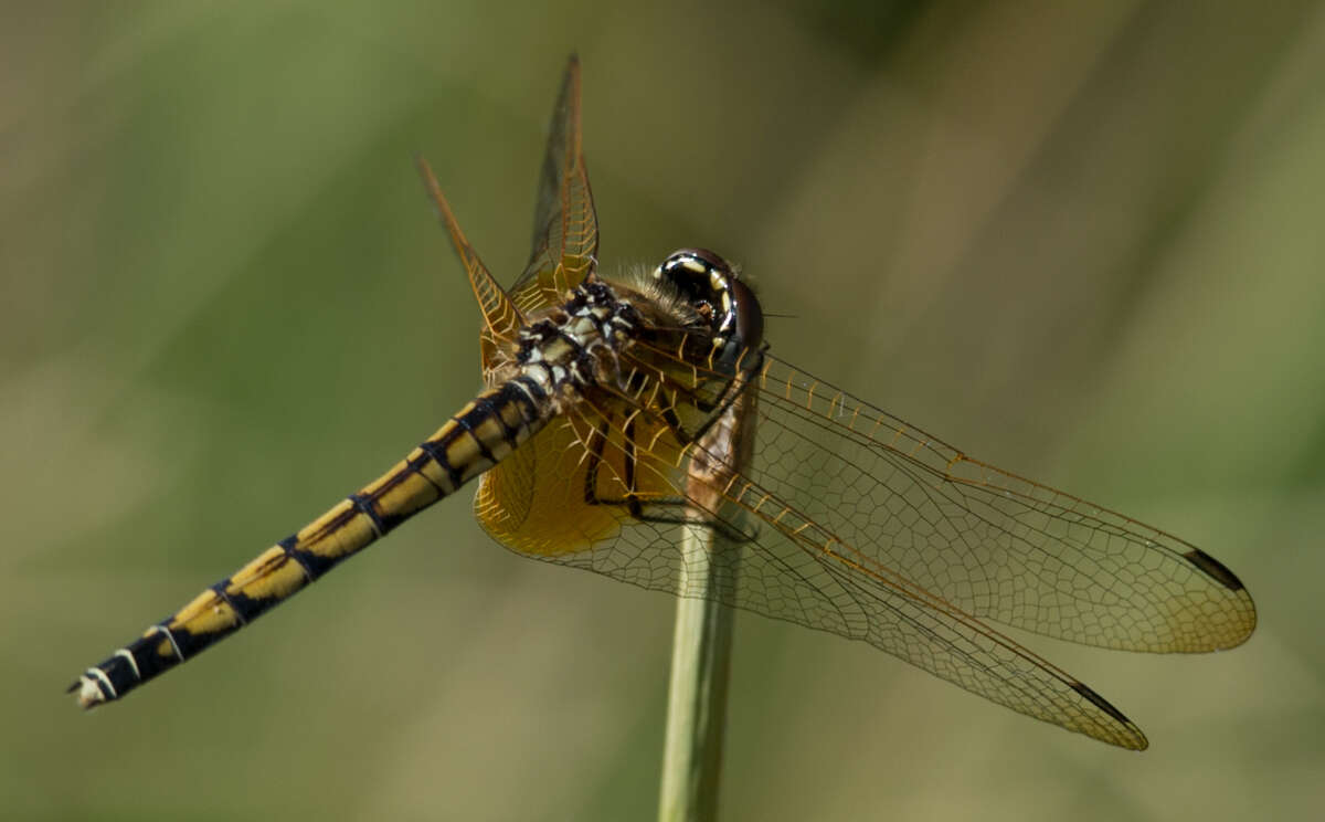 Image of Trithemis monardi Ris 1931