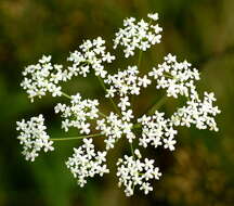 Image of burnet saxifrage