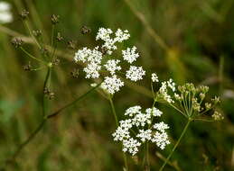 Image of burnet saxifrage