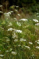 Image of burnet saxifrage