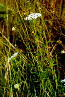 Image of Queen Anne's lace