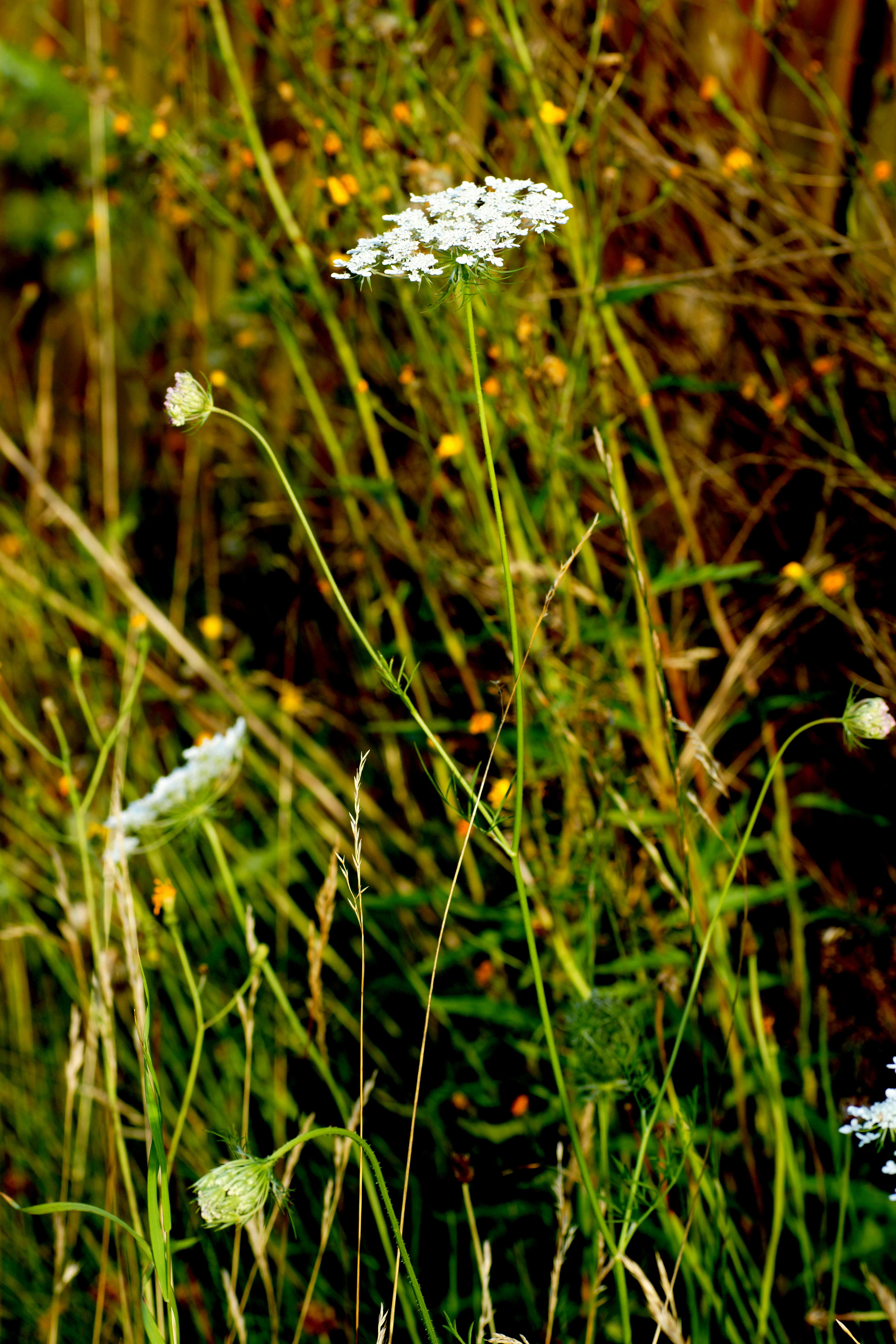 Image of Queen Anne's lace