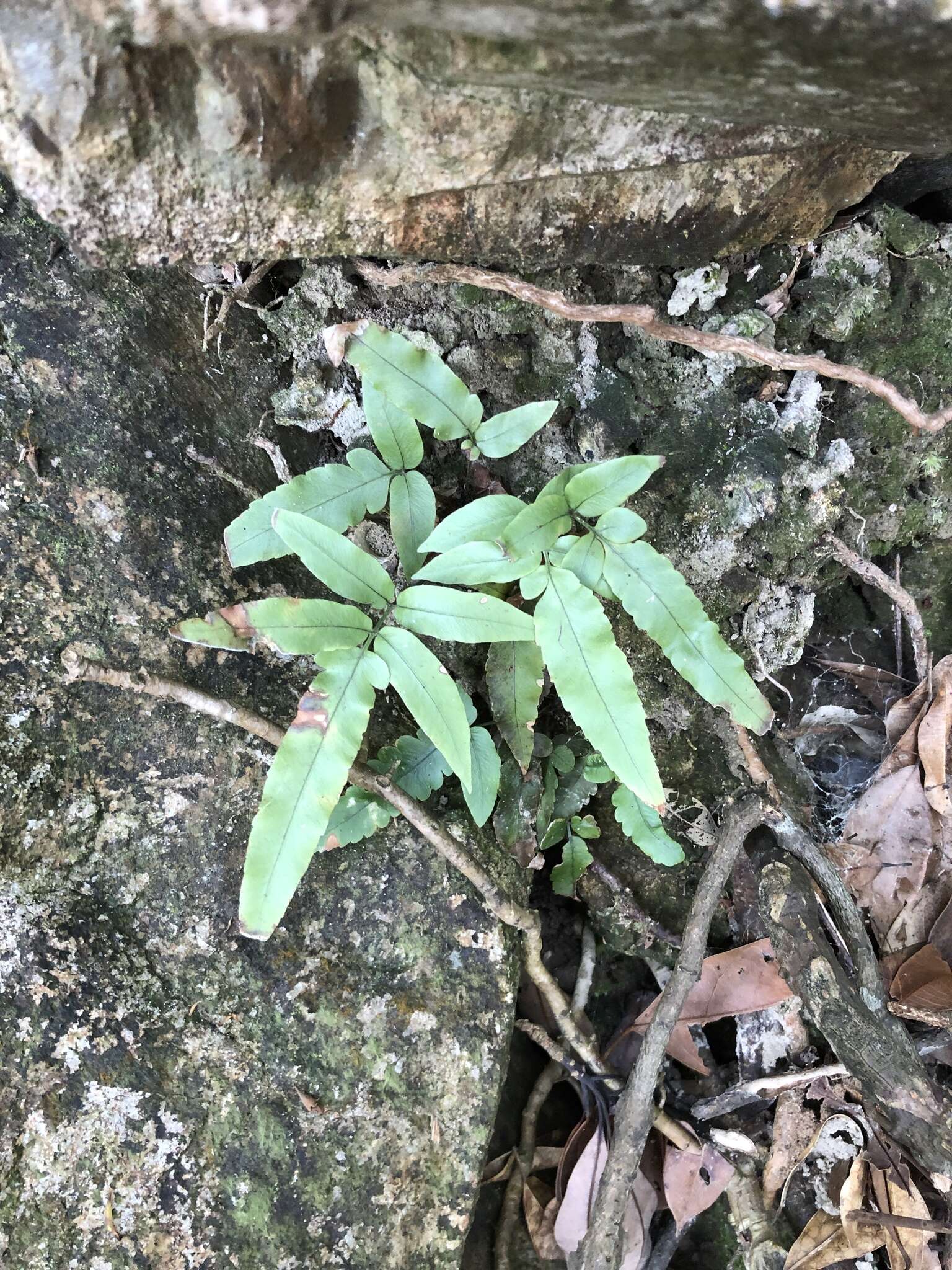 Image of Dryopteris podophylla (Hook.) O. Kuntze