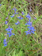 Image of Carolina larkspur