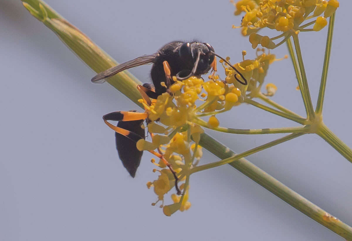 Sivun Sceliphron spirifex (Linnaeus 1758) kuva