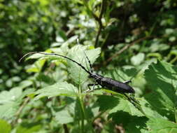 Image of capricorn beetle