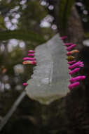 Image of Pseudorhipsalis amazonica (K. Schum.) Ralf Bauer