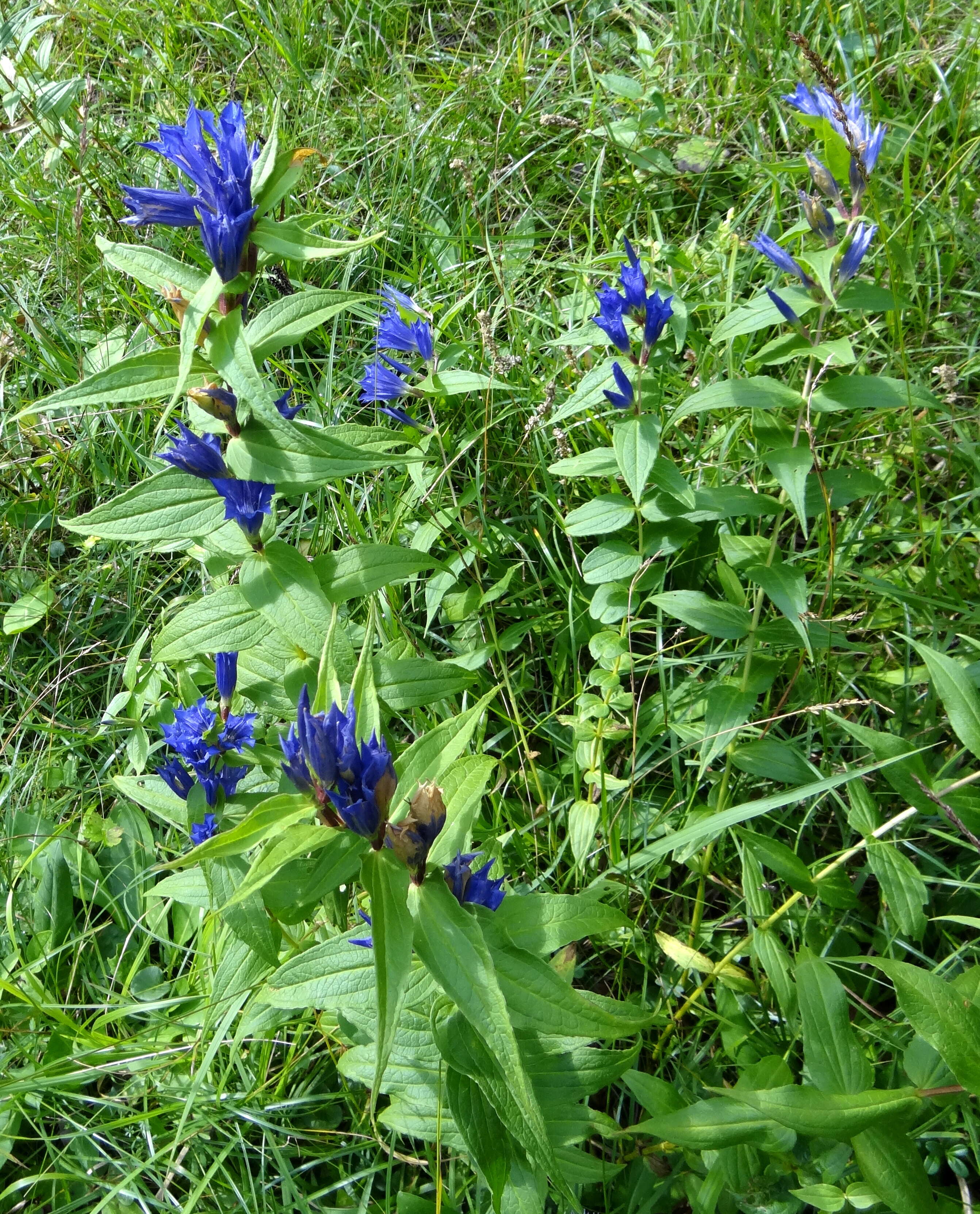 Gentiana asclepiadea L.的圖片