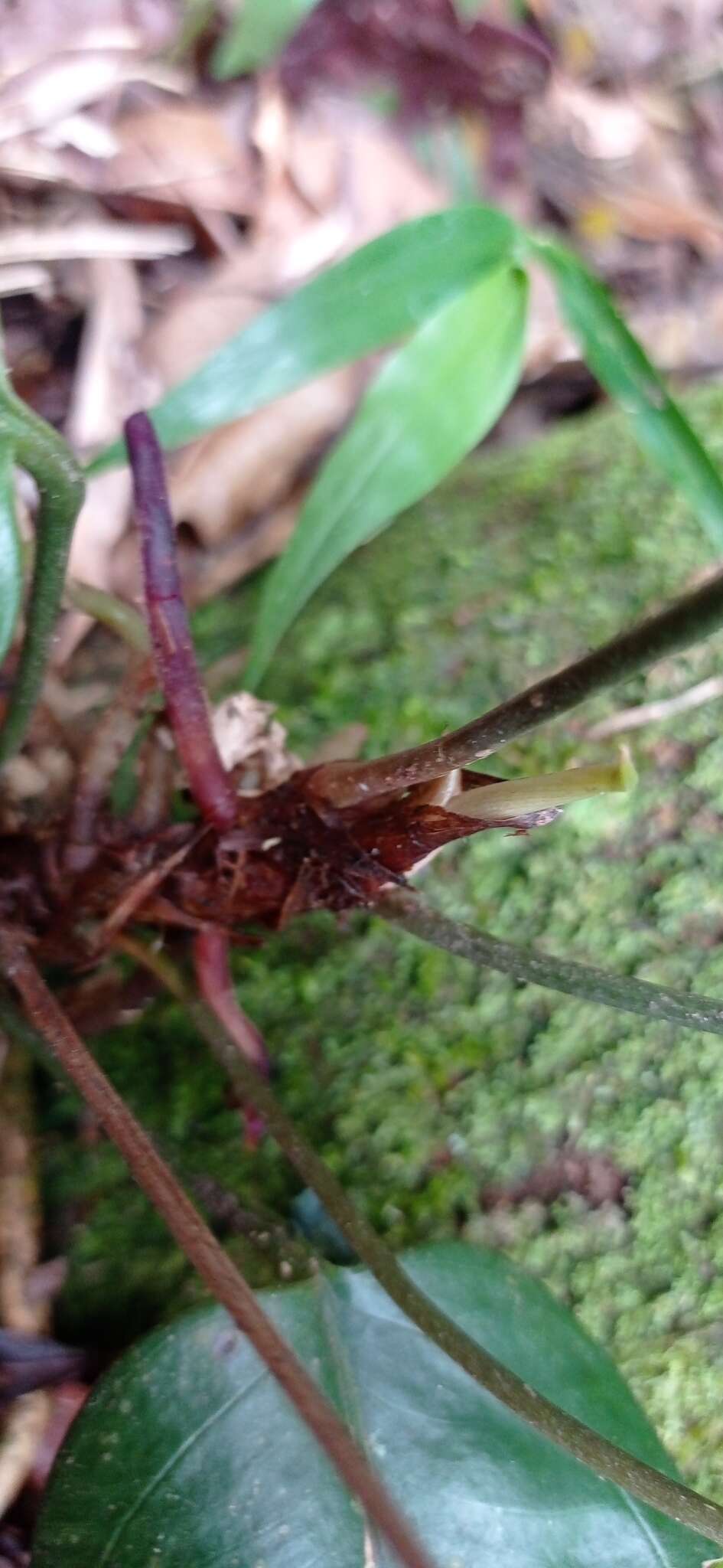 Image of Anthurium lucioi Nadruz