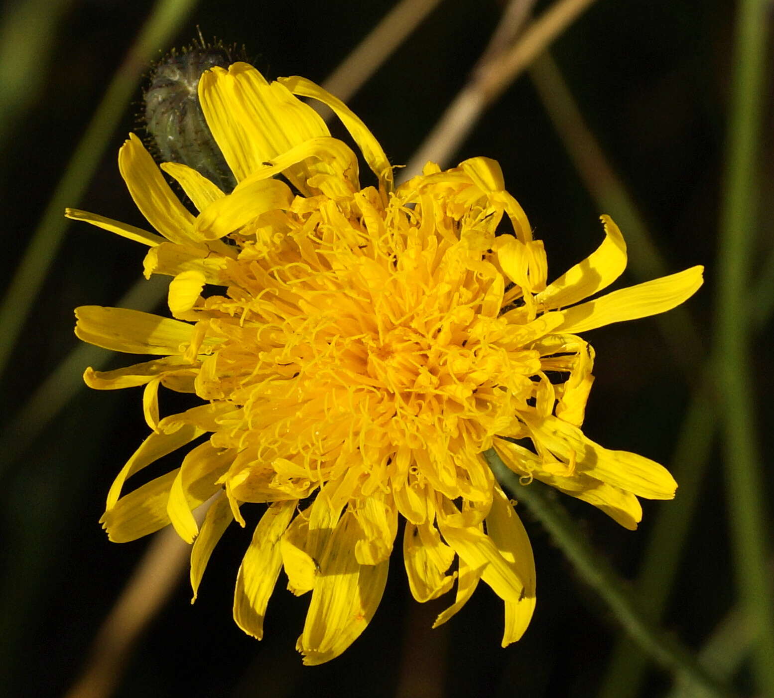 Plancia ëd Sonchus arvensis L.