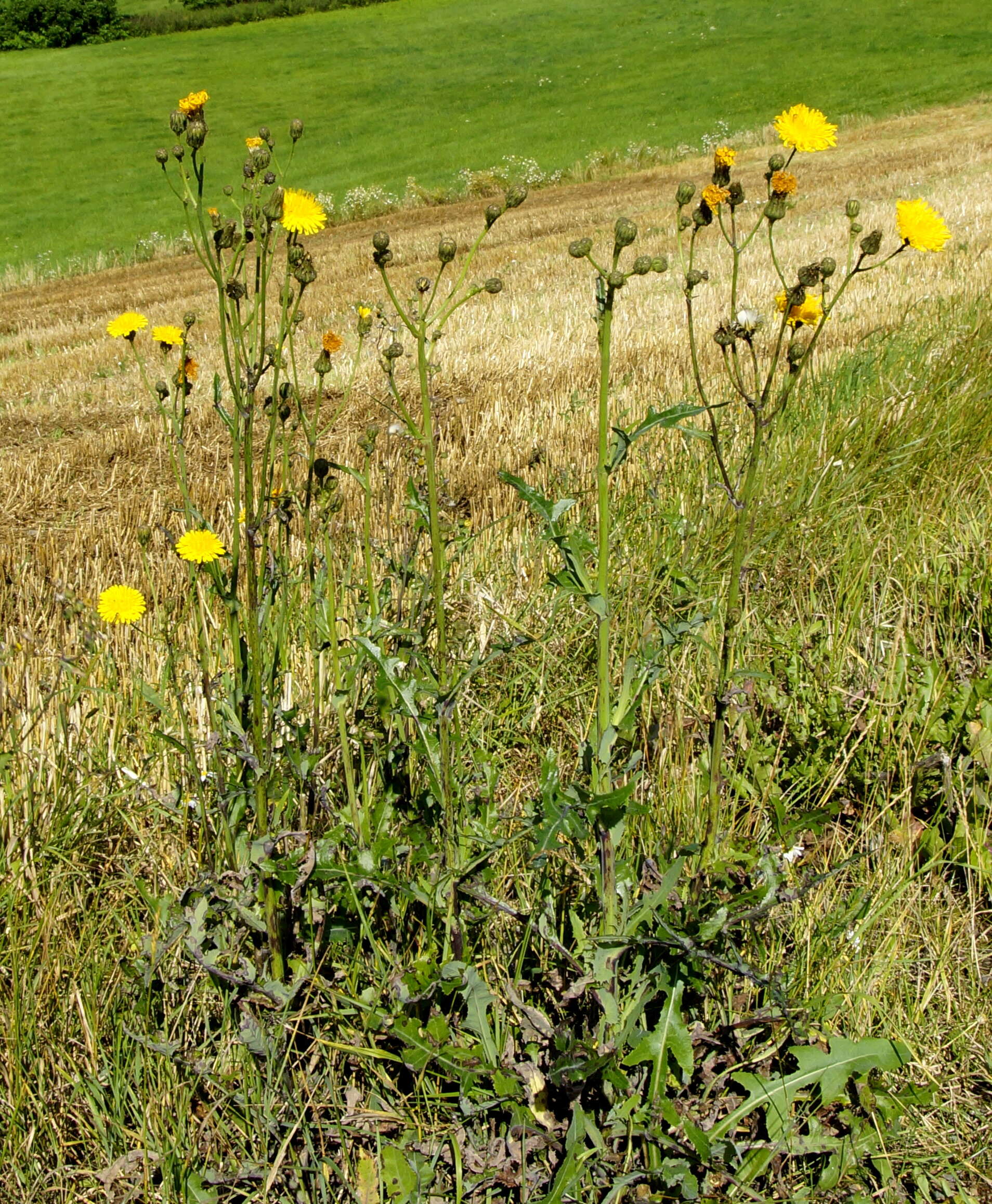 Plancia ëd Sonchus arvensis L.