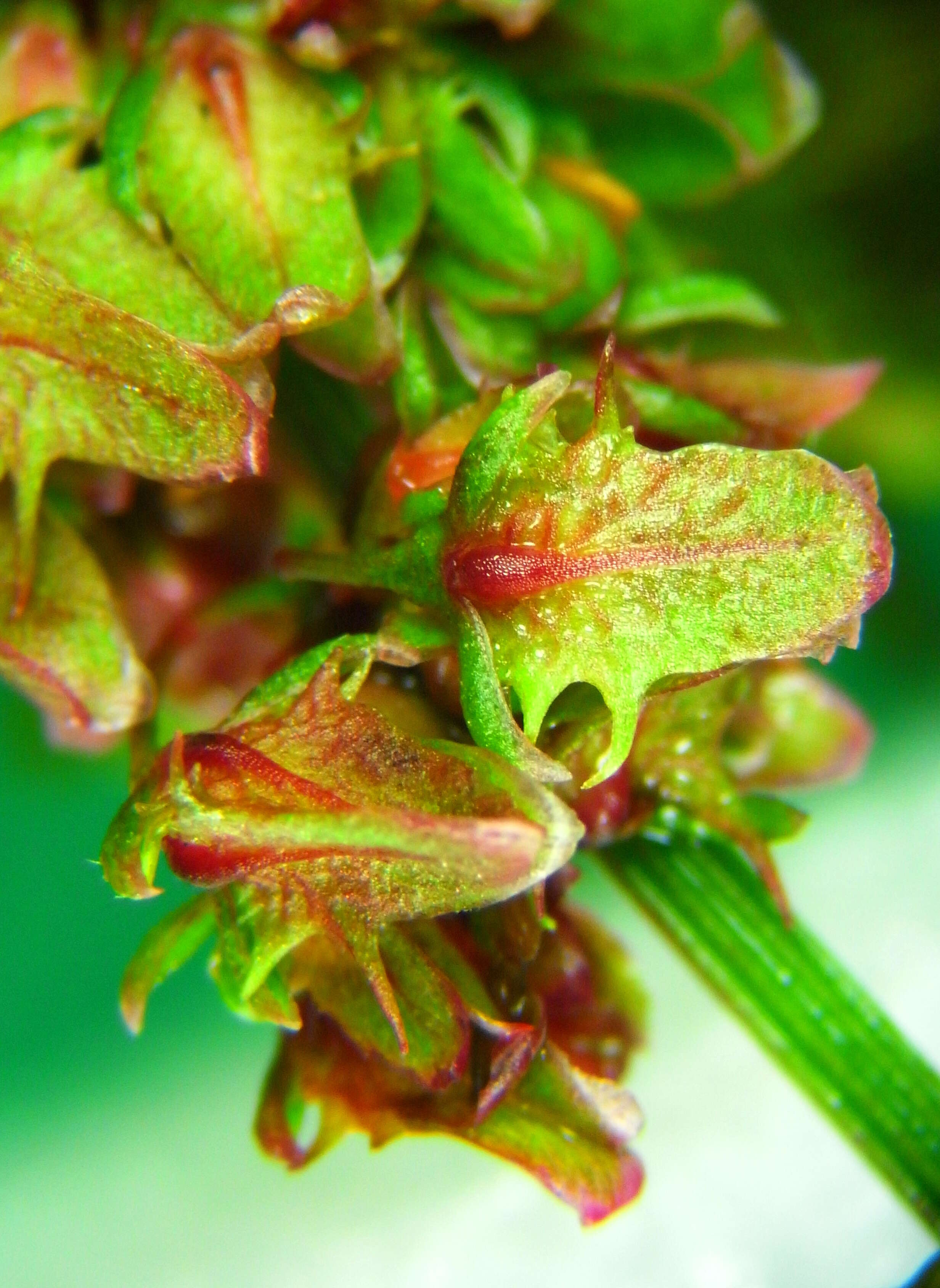 Imagem de Rumex obtusifolius L.